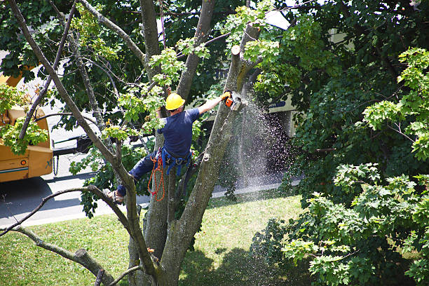 Professional Tree Services in Williamsville, IL